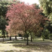 allee du reve-8