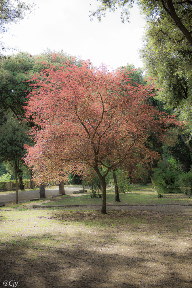 allee du rêve