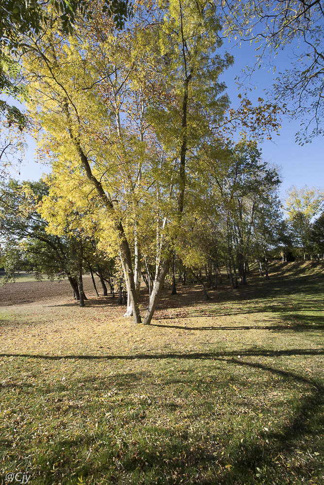 Arbre d'or