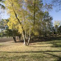 Arbre d'or
