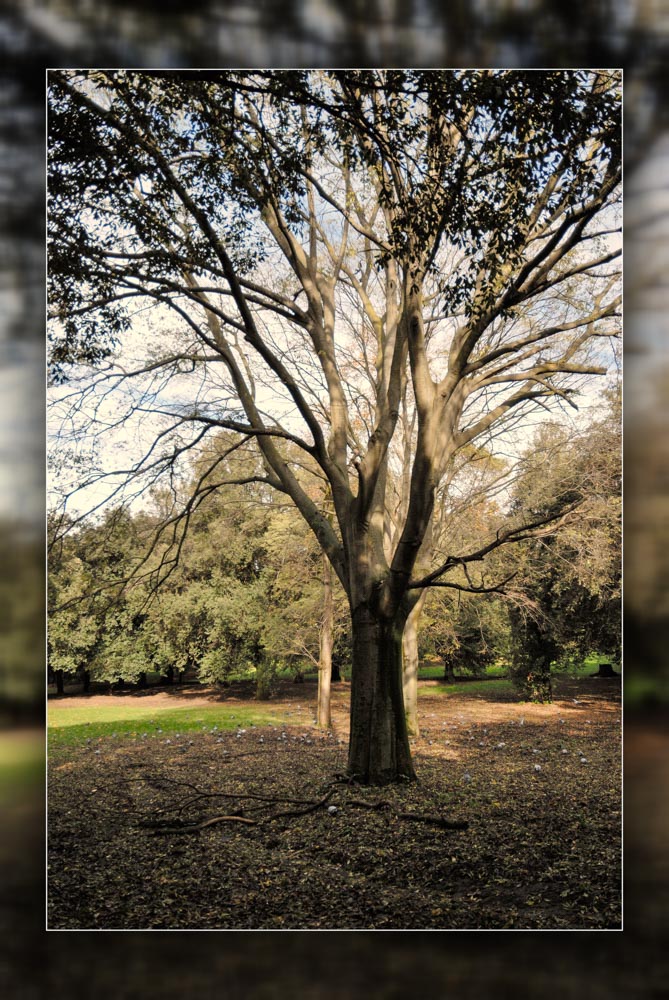 Arbre Rome @Cjy