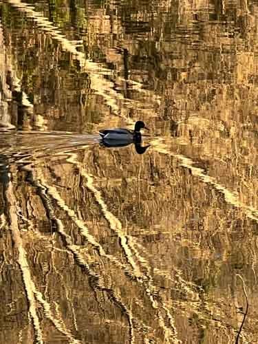 Black duck