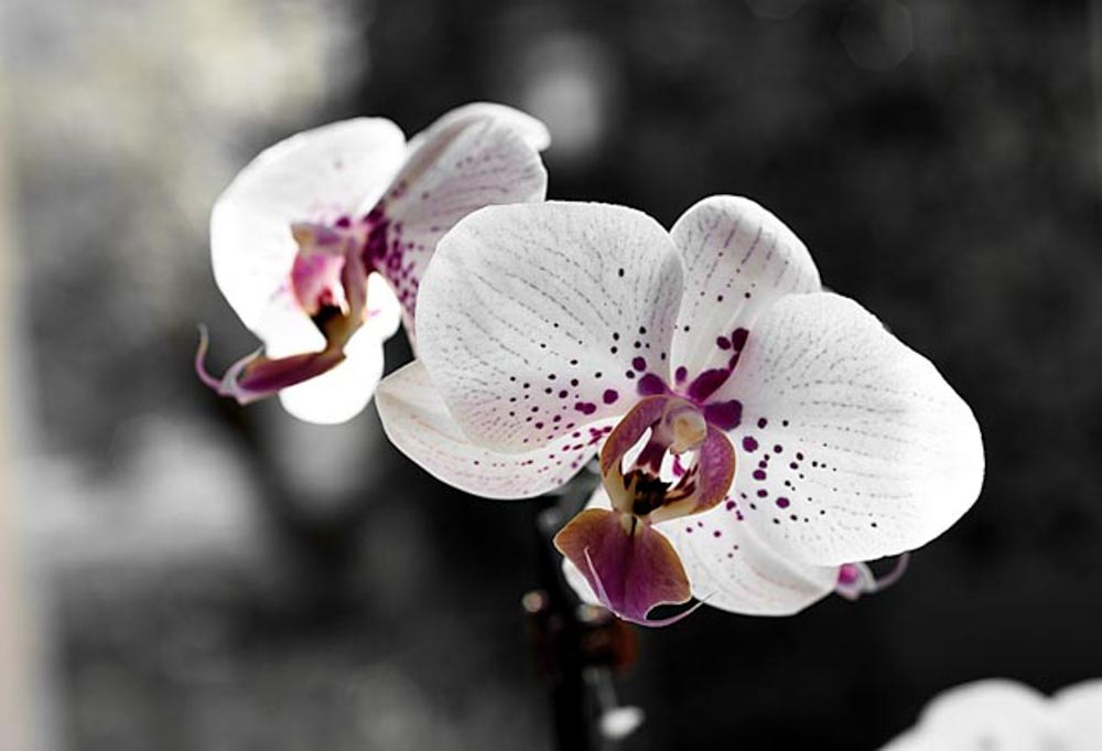 Orchidia @Cjy