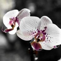 Orchidia @Cjy