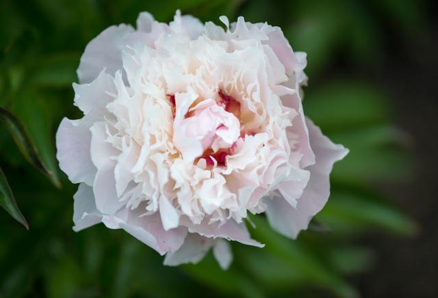 pivoine Chenonceau @Cjy