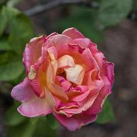 rose d'automne - ©Cjy