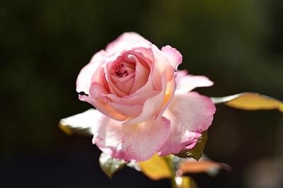 Fleurs
